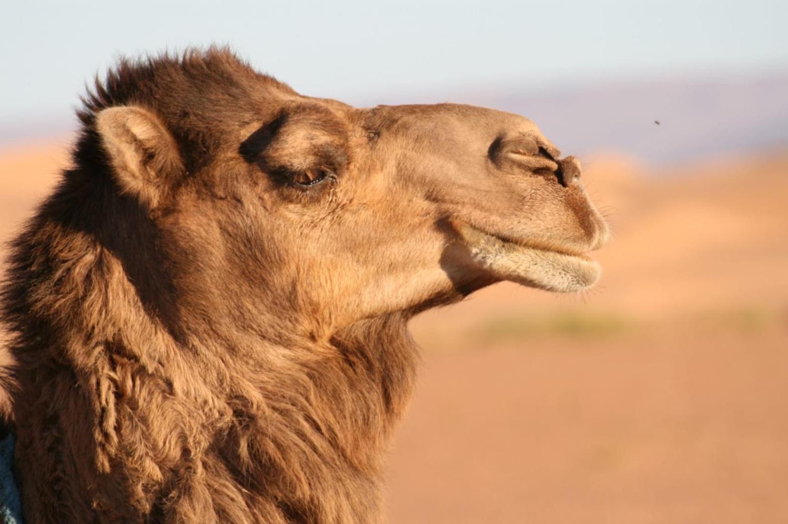 Mhamid Sahara Camp Activities - Le Chant Du Sable M'Hamid Exterior foto
